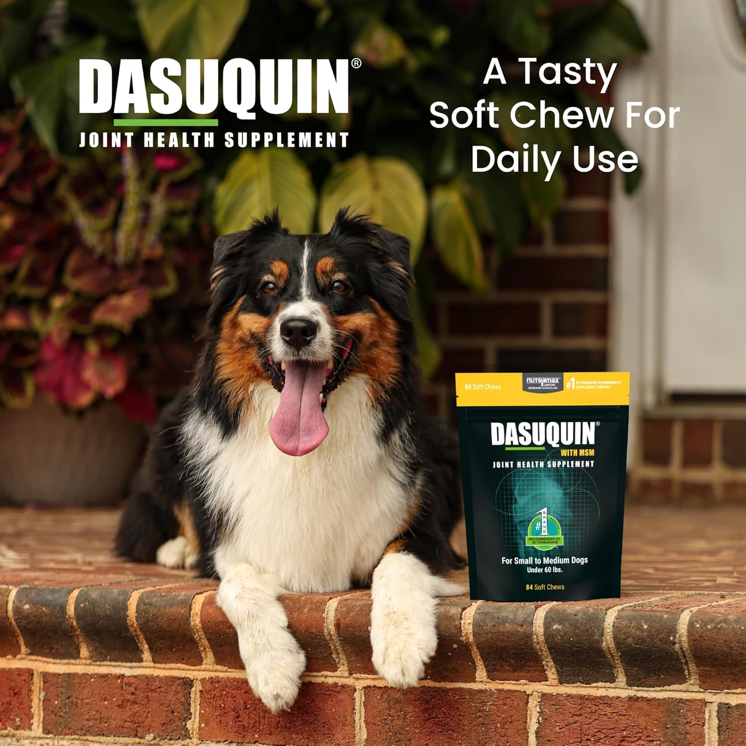 Nutramax Dasuquin for Small to Medium Dogs, Joint Health Supplement, Contains Glucosamine for Dogs, Plus Chondroitin, ASU, MSM and More, Supports Healthy Joints, Soft Chews, 84 Count